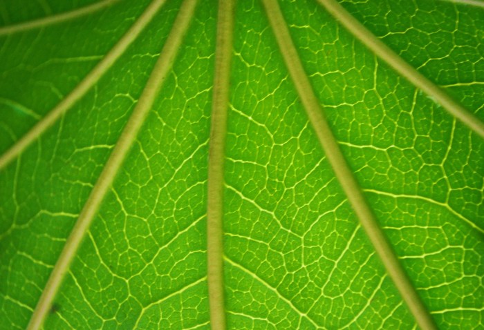 Green Background Free Stock Photo - Public Domain Pictures